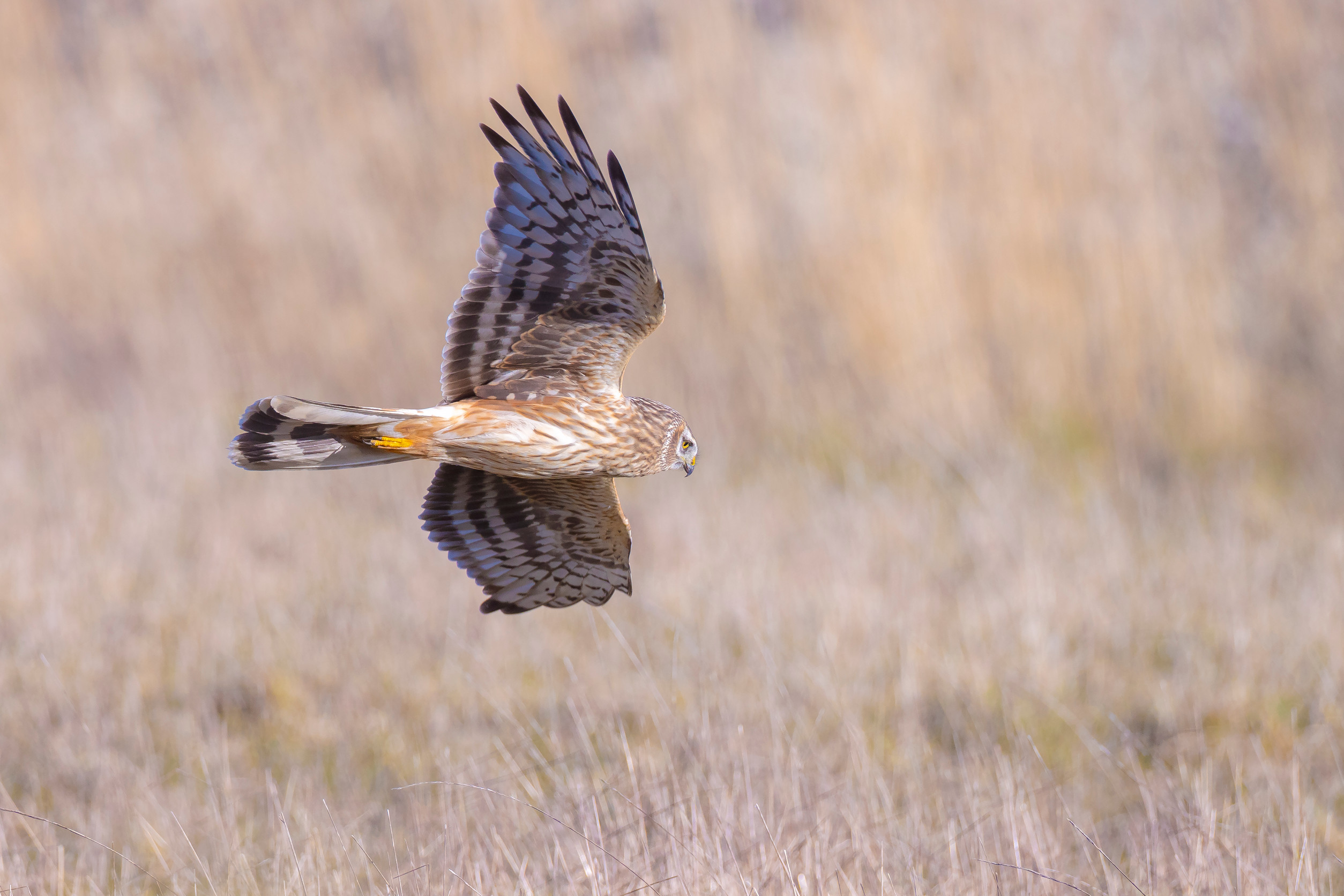 England’s largest bird sanct